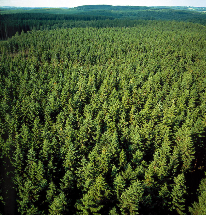 Pine_forest_in_Sweden
